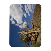 Bristlecone-Kiefer im antiken Bristlecone-Wald, Magnet (Vertikal)