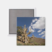 Bristlecone-Kiefer im antiken Bristlecone-Wald, Magnet (Vorderseite/Rückseite)