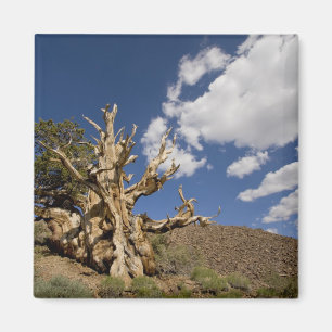Bristlecone-Kiefer im antiken Bristlecone-Wald, Magnet