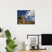 Bristlecone-Kiefer im antiken Bristlecone-Wald, Poster (Heimbüro)