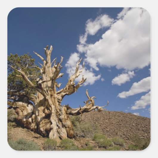 Bristlecone-Kiefer im antiken Bristlecone-Wald, Quadratischer Aufkleber (Vorderseite)