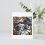 Bristlecone Pine 1 Postkarte (Stehend Vorderseite)