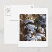 Bristlecone Pine 1 Postkarte (Vorne/Hinten)