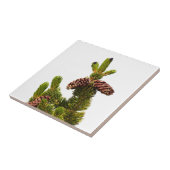 Bristlecone Pine Fliese (Seite)