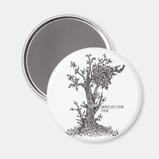 Bristlecone Pine Magnet (Vorderseite/Rückseite)