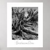 Bristlecone Pine Poster (Vorne)