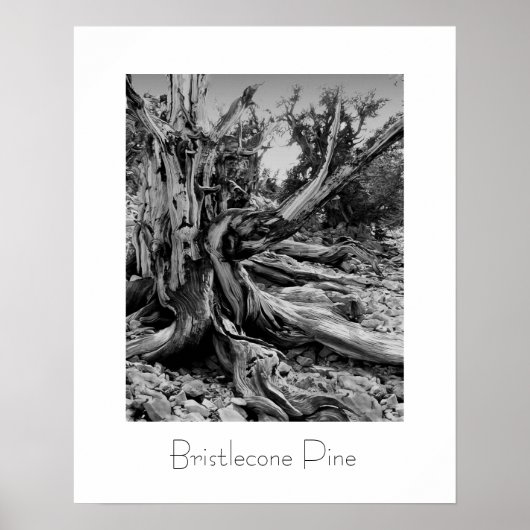 Bristlecone Pine Poster (Vorne)