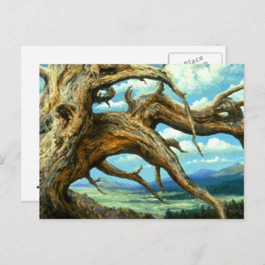 Bristlecone Pine Postkarte (Vorne/Hinten)