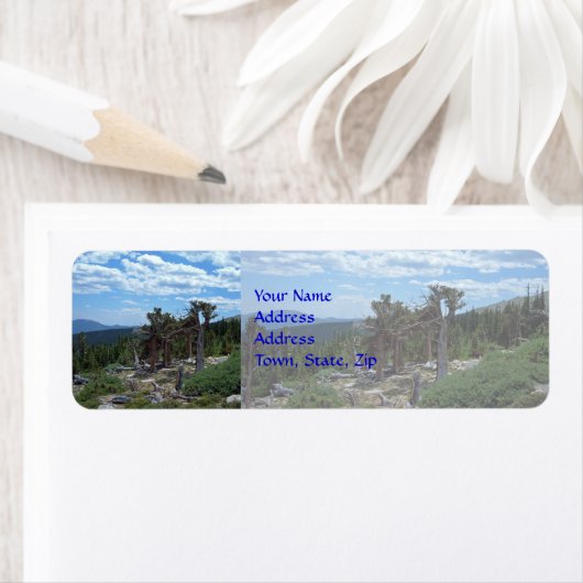 Bristlecone Pine Tree (Insitu)