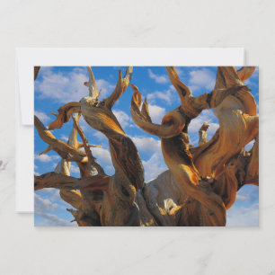 Bristlecone Pine Tree Dankeskarte
