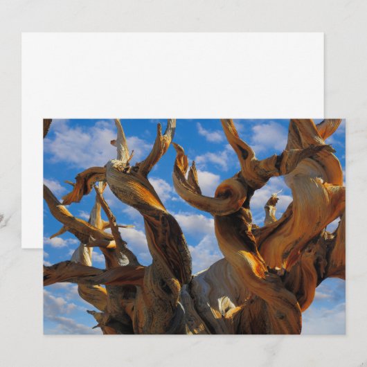 Bristlecone Pine Tree Dankeskarte (Vorne/Hinten)