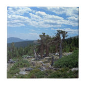 Bristlecone Pine Tree Fliese (Vorderseite)