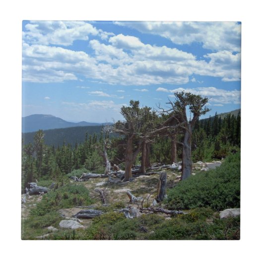 Bristlecone Pine Tree Fliese (Vorderseite)