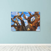 Bristlecone Pine Tree Leinwanddruck (Insitu (Holzboden))