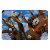 Bristlecone Pine Tree Magnet (Horizontal)