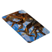 Bristlecone Pine Tree Magnet (Rechte Seite)