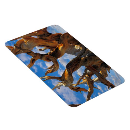 Bristlecone Pine Tree Magnet (Rechte Seite)