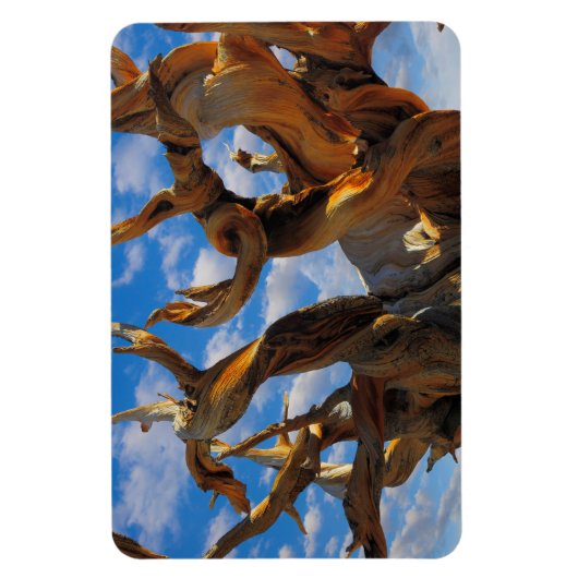 Bristlecone Pine Tree Magnet (Vertikal)