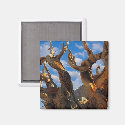 Bristlecone Pine Tree Magnet (Vorderseite/Rückseite)