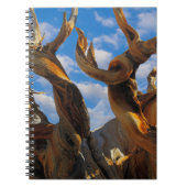 Bristlecone Pine Tree Notizblock (Vorderseite)