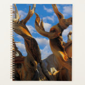 Bristlecone Pine Tree Planer (Vorderseite)