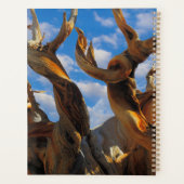 Bristlecone Pine Tree Planer (Rückseite)