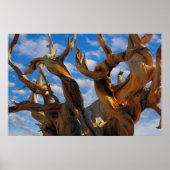 Bristlecone Pine Tree Poster (Vorne)