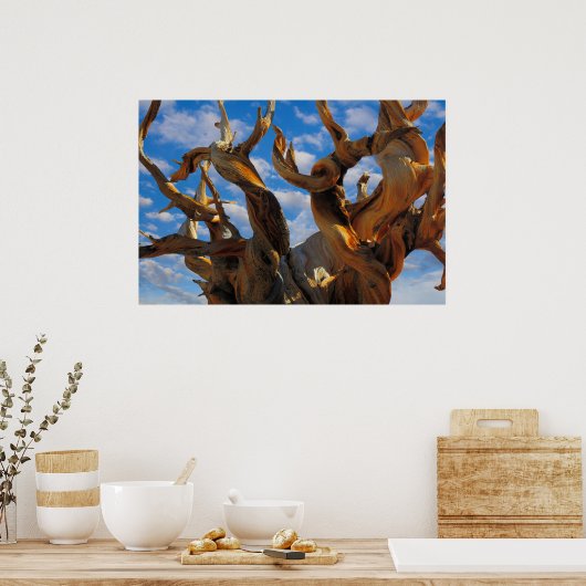 Bristlecone Pine Tree Poster (Küche)