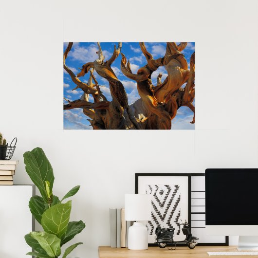 Bristlecone Pine Tree Poster (Heimbüro)