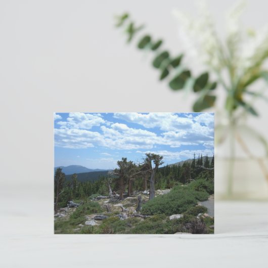Bristlecone Pine Tree Postkarte (Stehend Vorderseite)