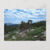 Bristlecone Pine Tree Postkarte (Vorderseite)