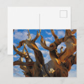Bristlecone Pine Tree Postkarte (Vorne/Hinten)