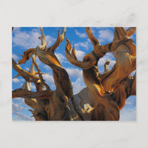 Bristlecone Pine Tree Postkarte