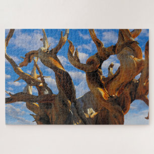 Bristlecone Pine Tree Puzzle