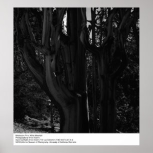 Bristlecone Pine, Weißer Berg, von Ansel Adams Poster