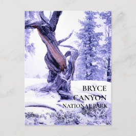Bristlecone Pine Winter Schnee Postkarte