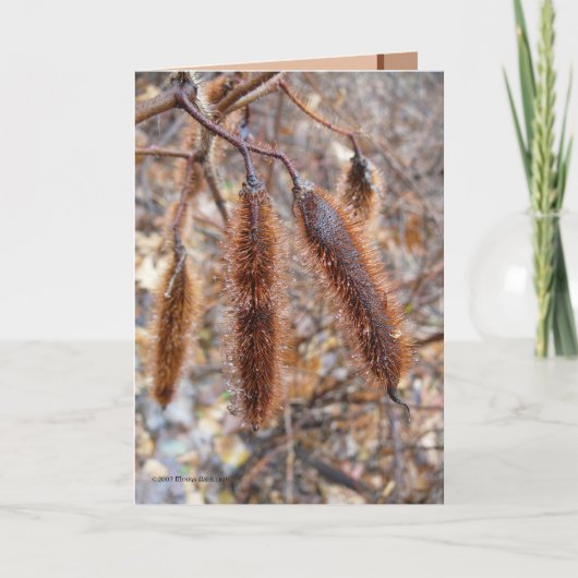 Bristly Locust Seed Pods Karte (Vorderseite)