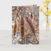 Bristly Locust Seed Pods Karte (Gelbe Blume)