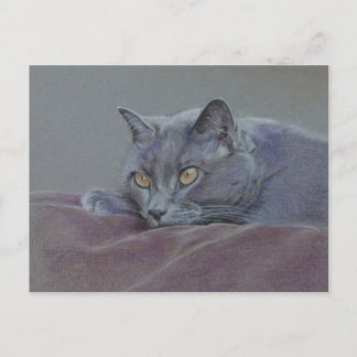 Britisch-blaue Kurzhaarkatze Postkarte