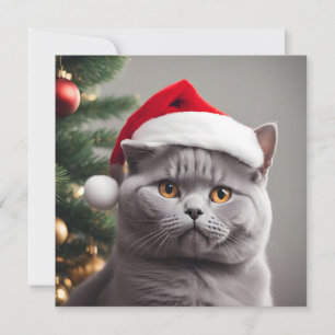 Britisch Kurzhaar Weihnachten