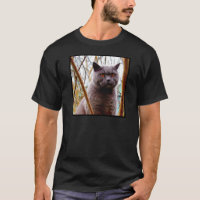 Britische blaue Katze
