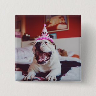 Britische Bulldogge Getty Bild-  Button