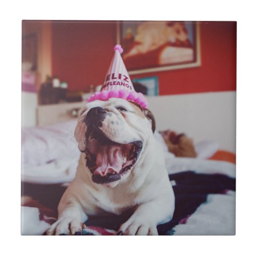 Britische Bulldogge Getty Bild-| Fliese (Vorderseite)