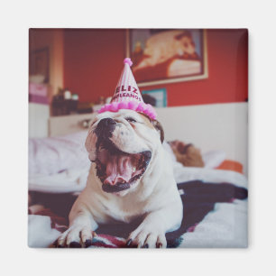 Britische Bulldogge Getty Bild- Magnet