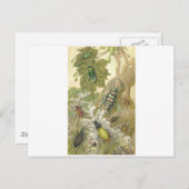 Britische Käfer Postkarte (Vorne/Hinten)