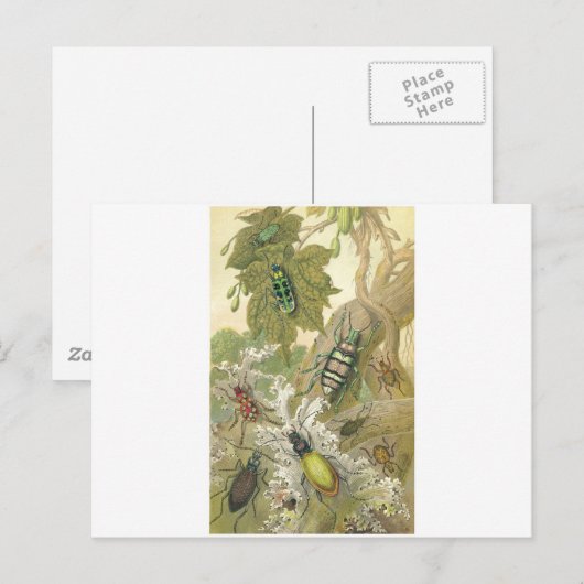 Britische Käfer Postkarte (Vorne/Hinten)