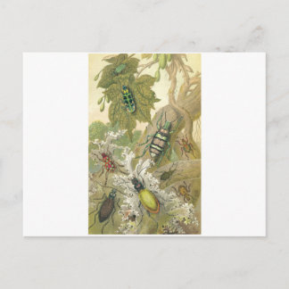 Britische Käfer Postkarte