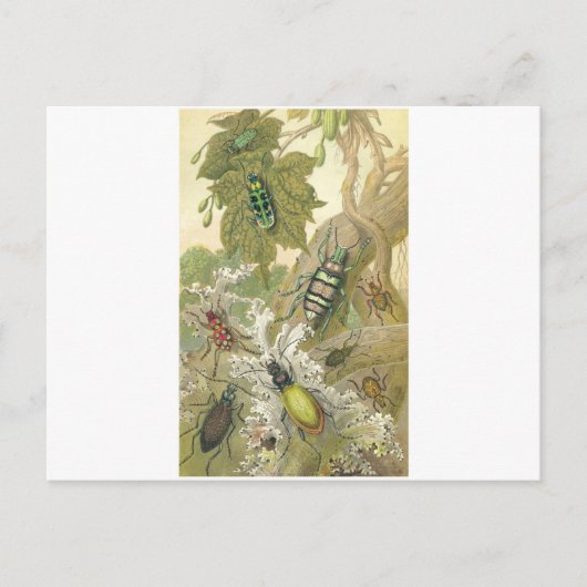 Britische Käfer Postkarte (Vorderseite)