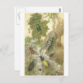 Britische Käfer Postkarte (Vorne/Hinten)