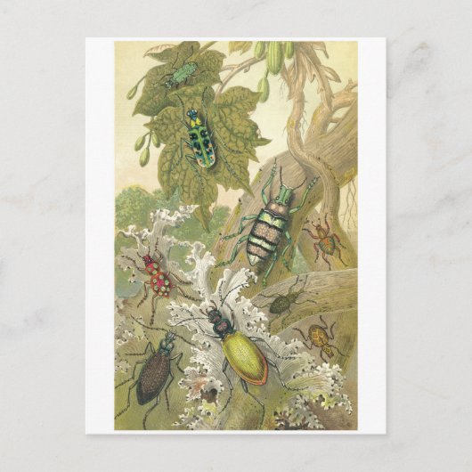 Britische Käfer Postkarte (Vorderseite)